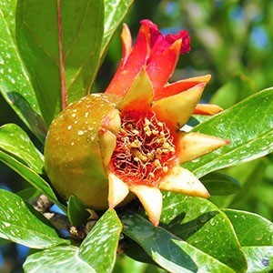 Pomegranate
